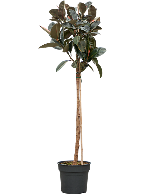 Lush Rubber Plant Ficus elastica 'Abidjan' Indoor House Plants