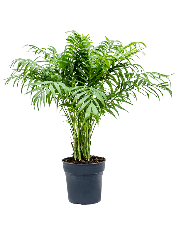 Shade-loving Parlour Palm Chamaedorea elegans Indoor House Plants