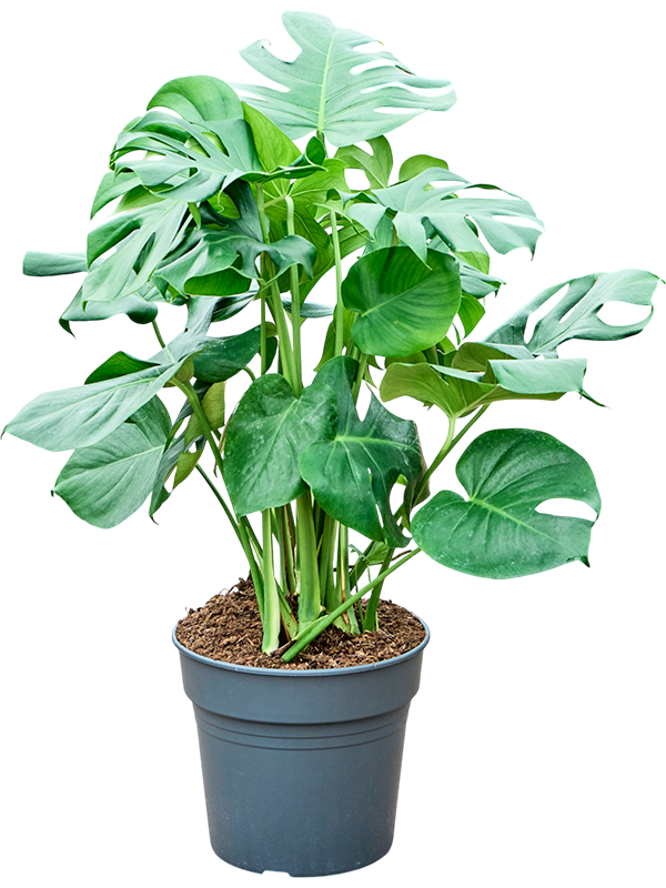 Shade-loving Swiss Cheese Plant Monstera deliciosa Indoor House Plants