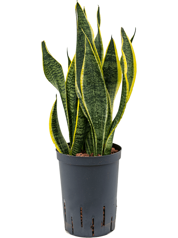 Easy-Care Snake Plant Sansevieria trifasciata 'Futura Superba' Indoor House Plants