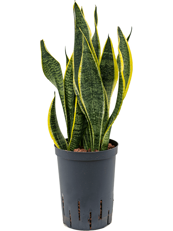Easy-Care Snake Plant Sansevieria trifasciata 'Futura Superba' Indoor House Plants
