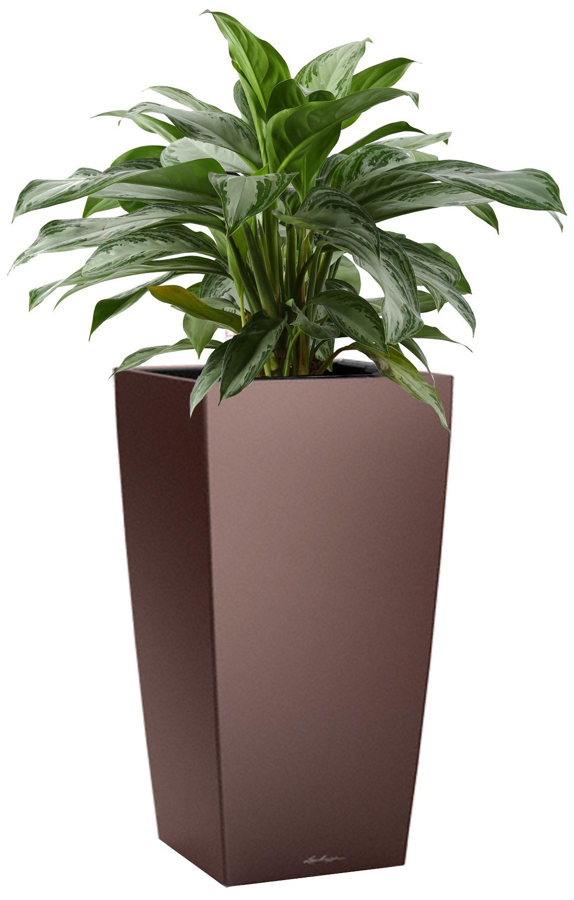 Aglaonema Silver Bay in LECHUZA CUBICO Self-watering Planter, Total Height 85 cm