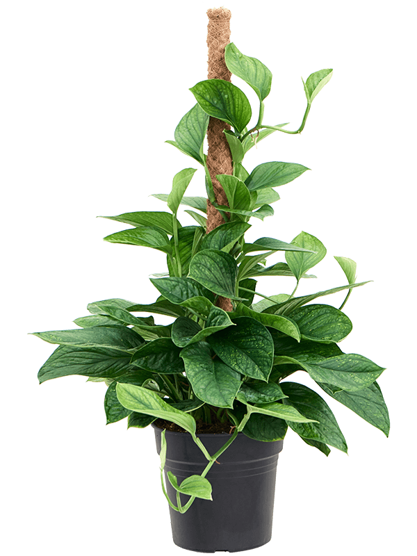 Shade-loving Monkey Leaf Monstera pinnatipartita Indoor House Plants