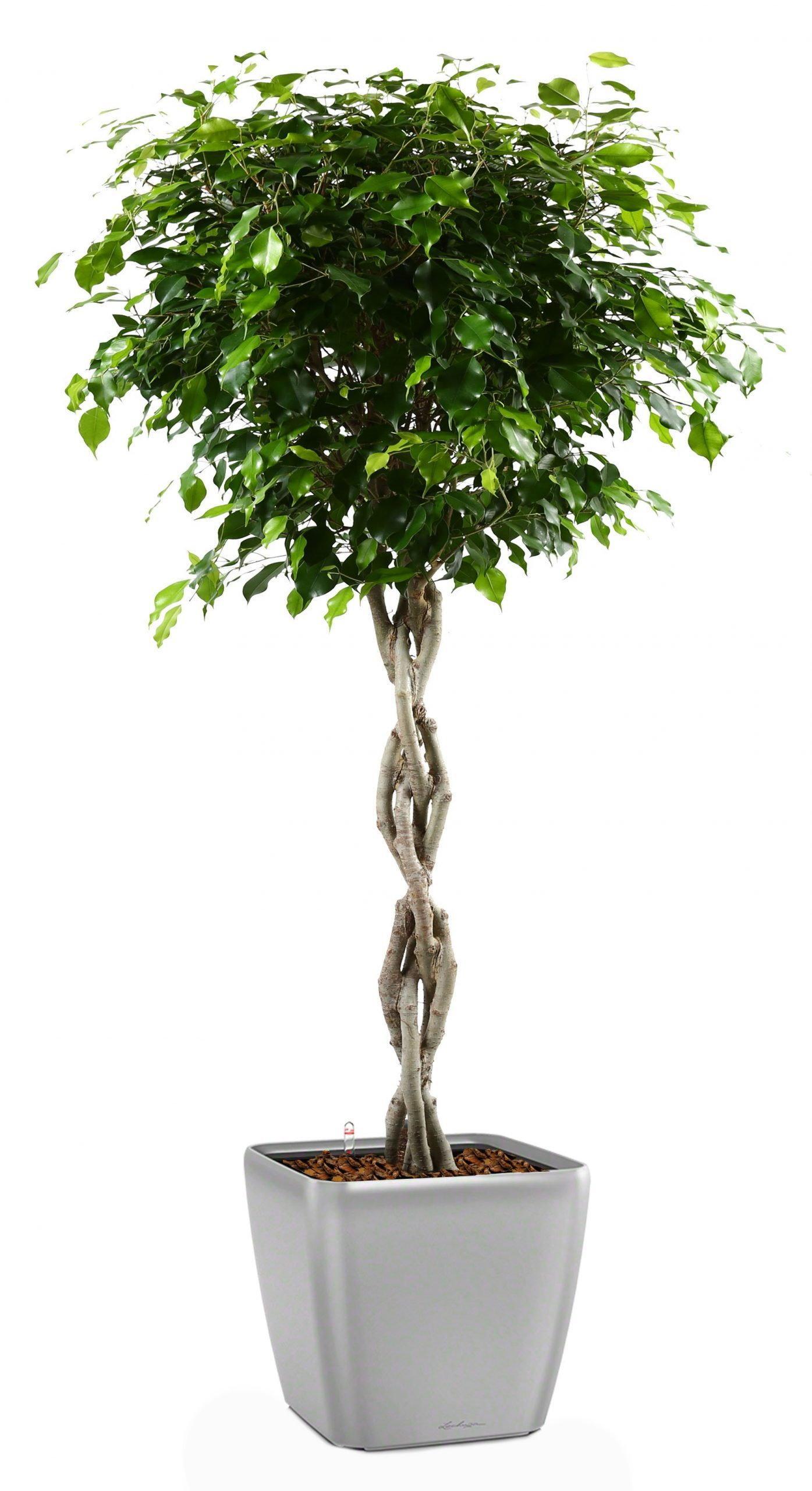 Braided Ficus Benjamina Exotica in LECHUZA QUADRO LS Self-watering Planter, Total Height 140 cm