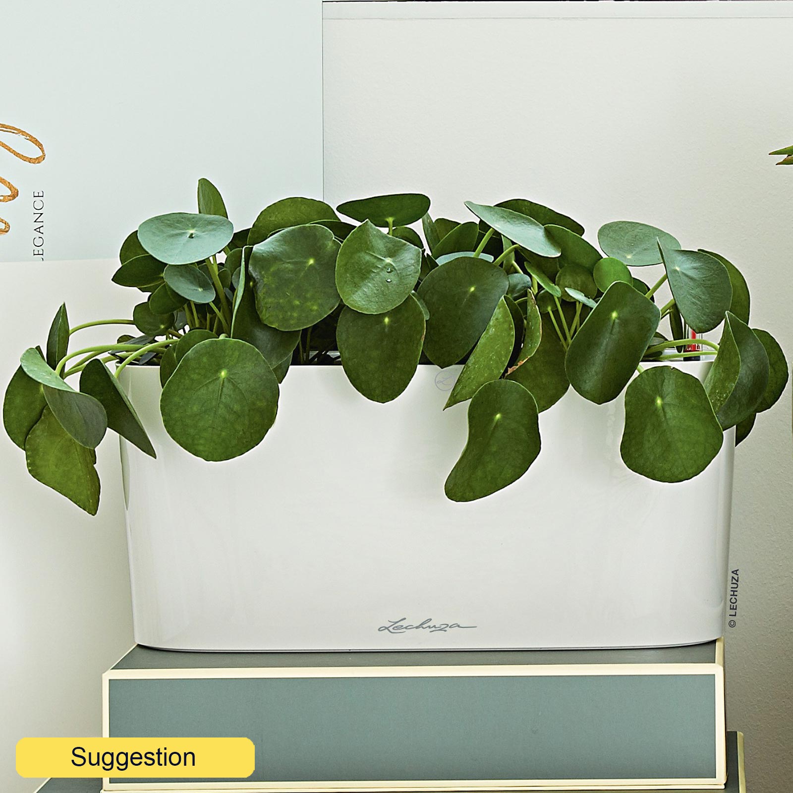 Easy-Care Chinese Money Plant Pilea peperomioides Indoor House Plants
