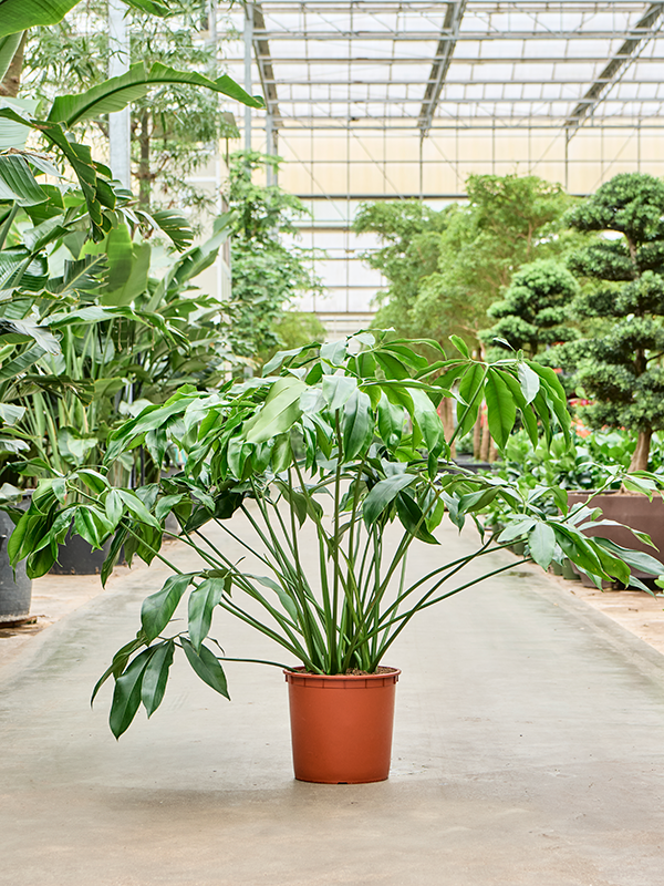 Lush Heart-Leaf Philodendron 'Green Wonder' Indoor House Plants