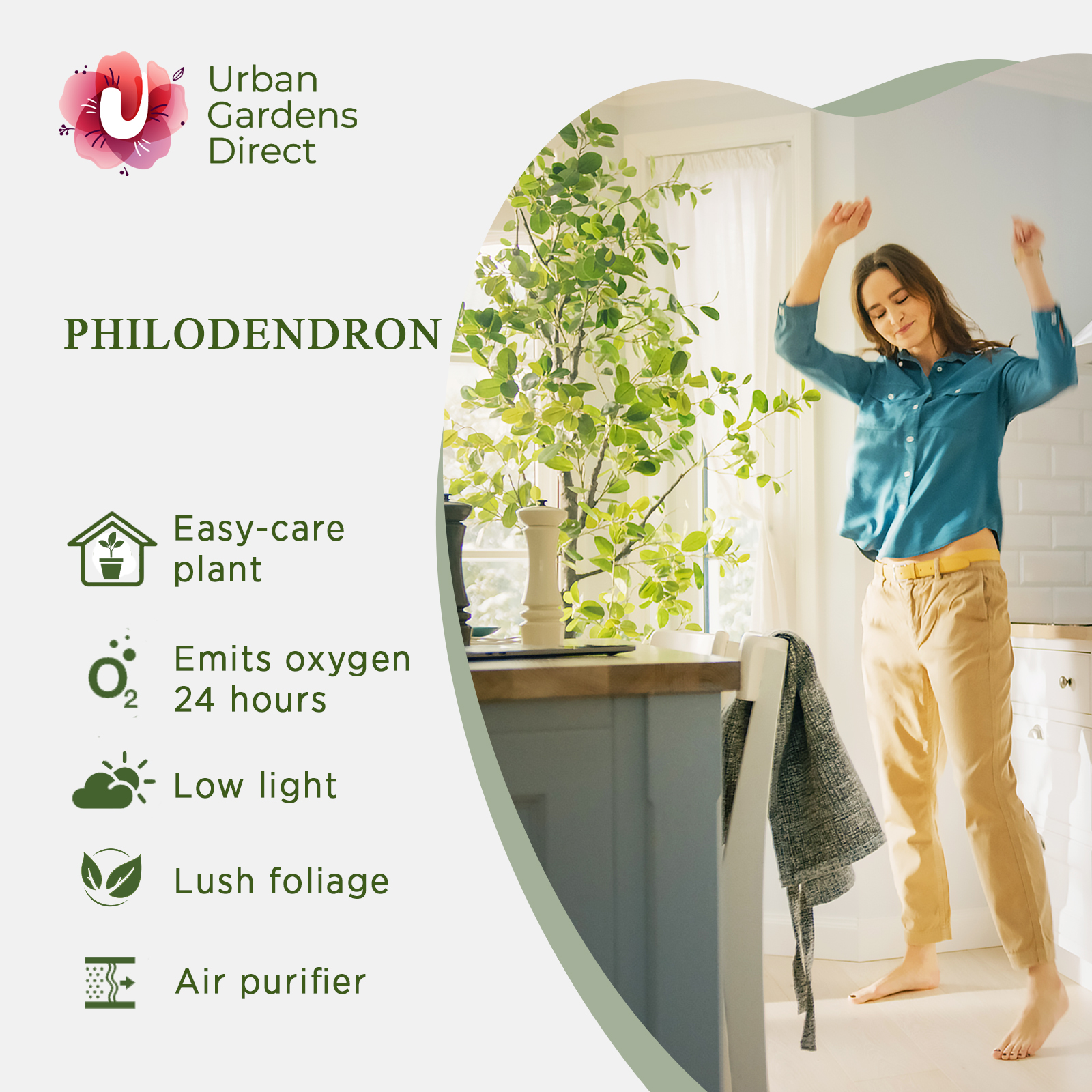 Lush Heart-Leaf Philodendron scandens Indoor House Plants