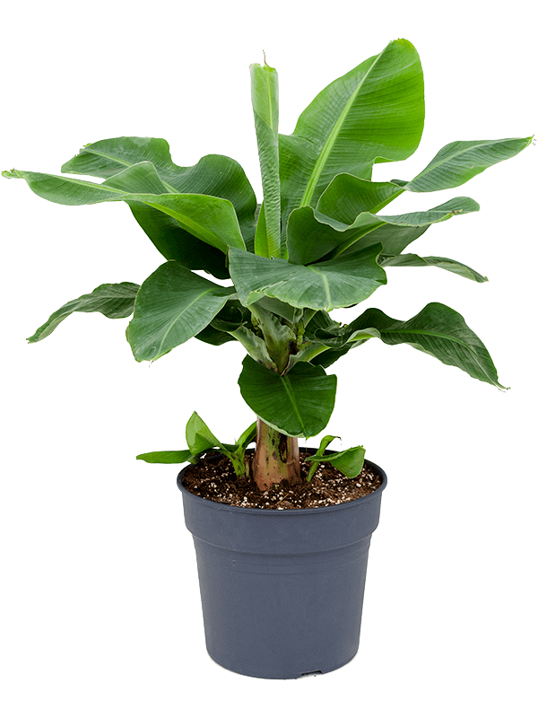 Lush Banana Plant Musa 'Dwarf Cavendish' Tall Indoor House Plants Trees