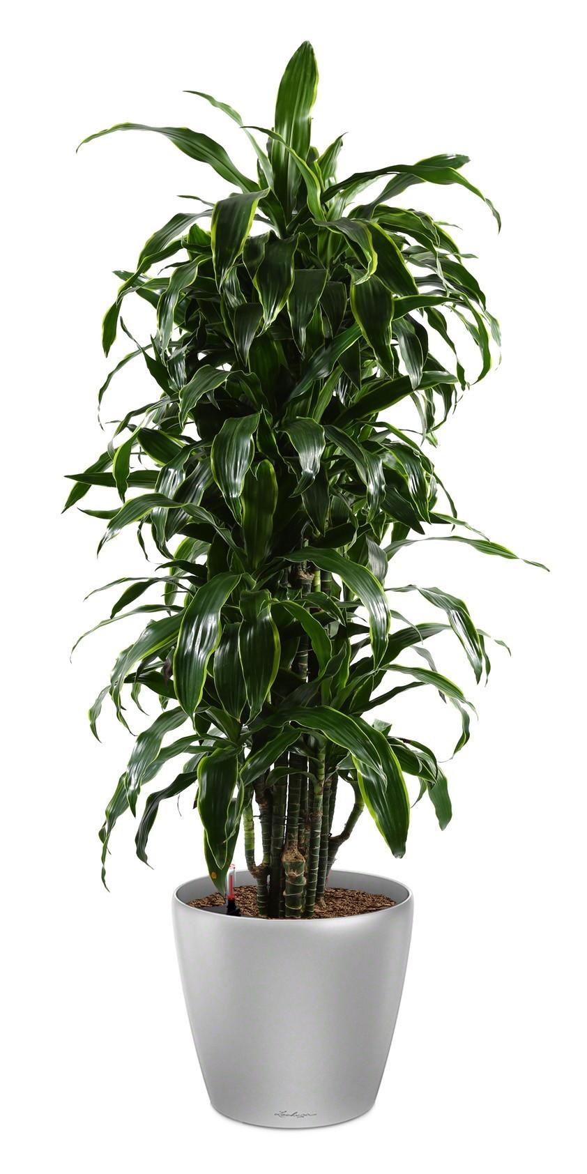Dracaena Fragrans Arturo in LECHUZA CLASSICO LS 43 Self-watering Planter, Total Height 150 cm