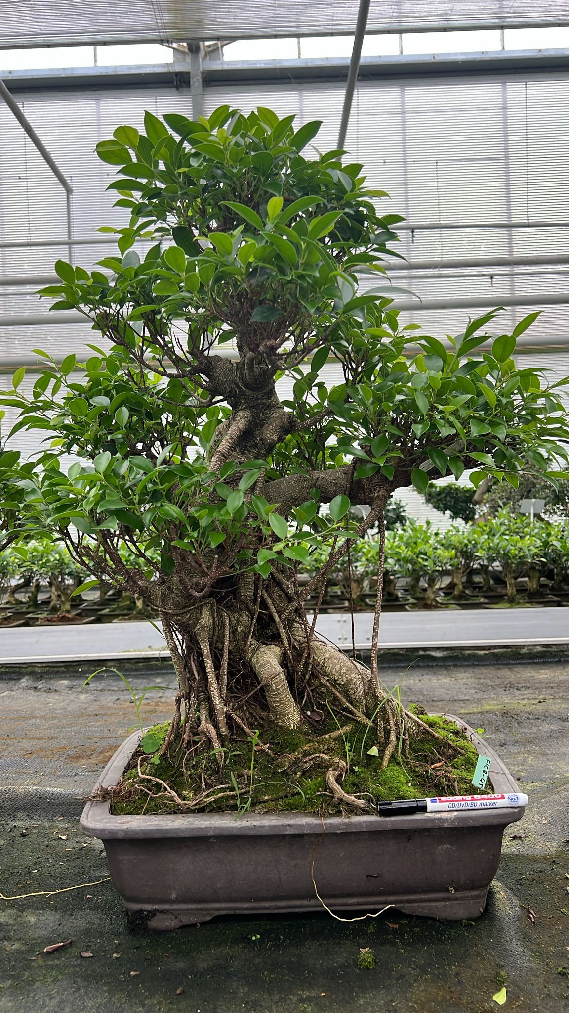 Ficcus Tree Block Ficus retusa H(70-80) cm, Potsize D45 cm - from | Getpotted.com