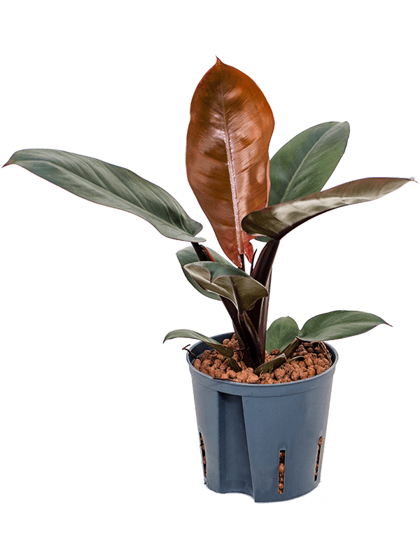 Lush Heart-Leaf Philodendron 'Autumn' Heart-Leaf Indoor House Plants