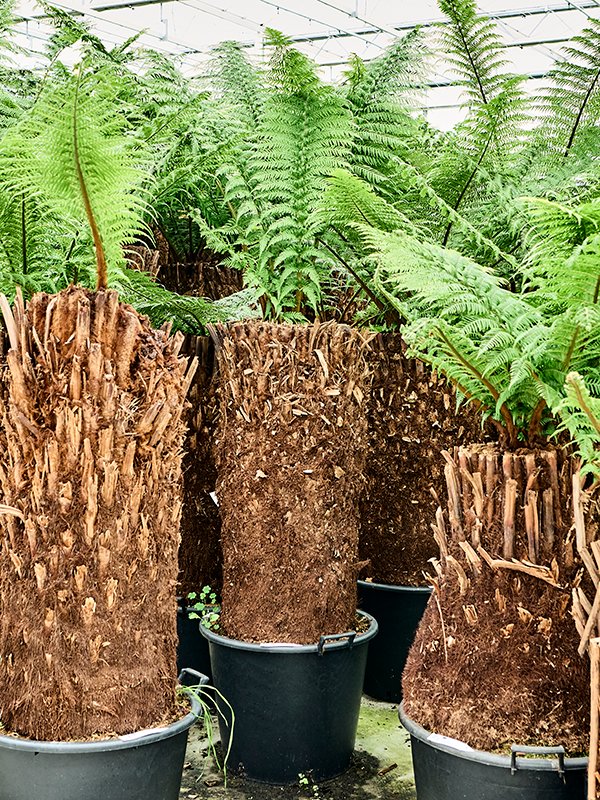 Lush Soft Tree Fern Dicksonia antarctica Tall Indoor House Plants Trees