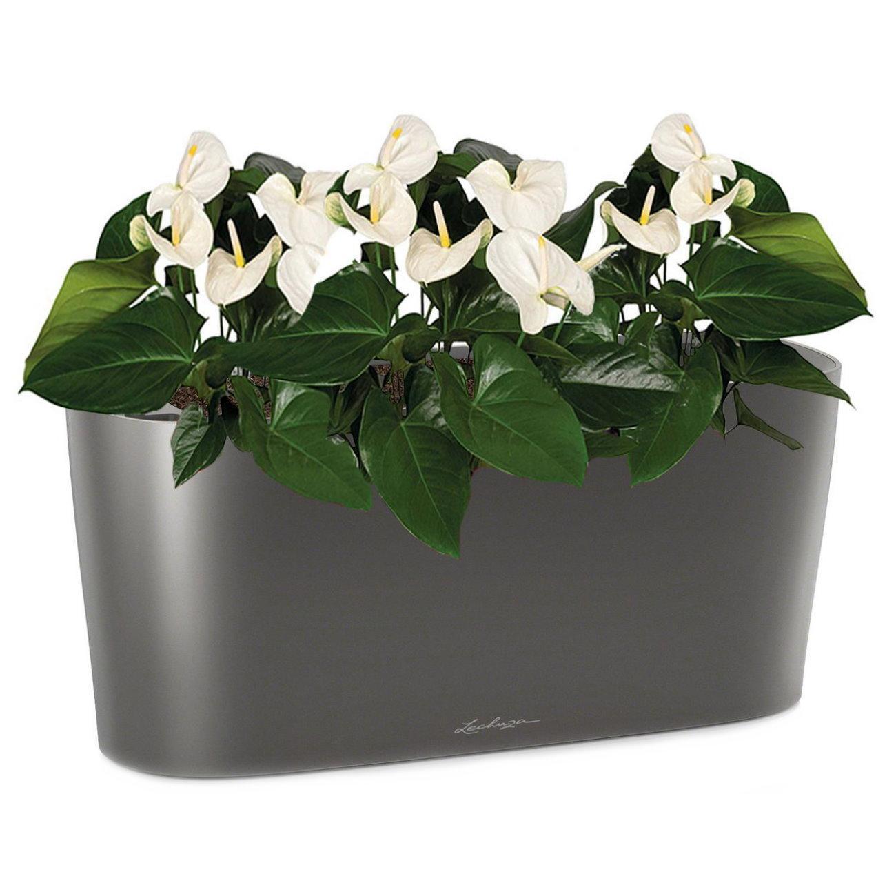 Blooming Anthurium Andraeanum White in LECHUZA DELTA Self-watering Planter, Total Height 45 cm