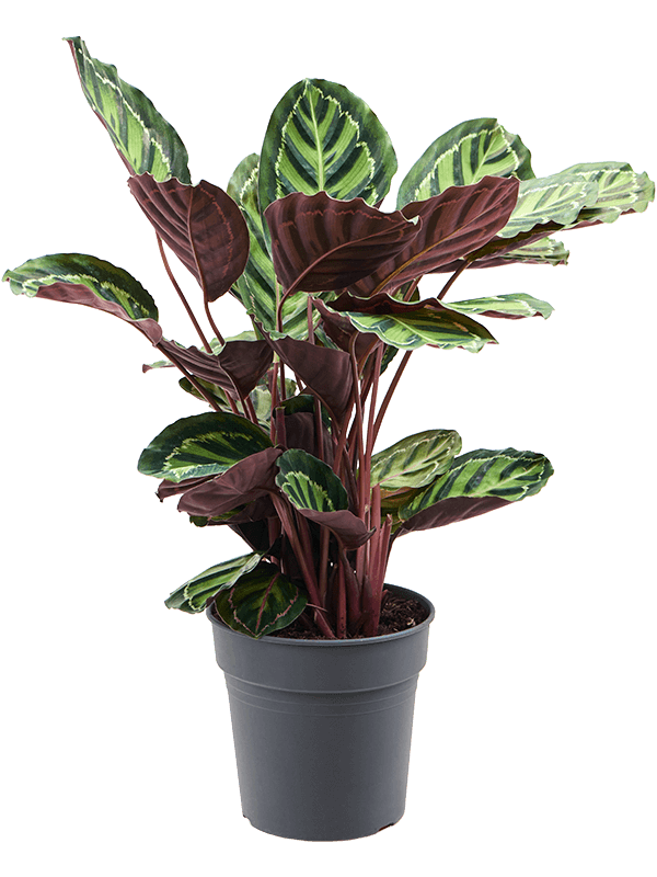 Showy Pin-Stripe Calathea rosea-picta var. illustris Indoor House Plants