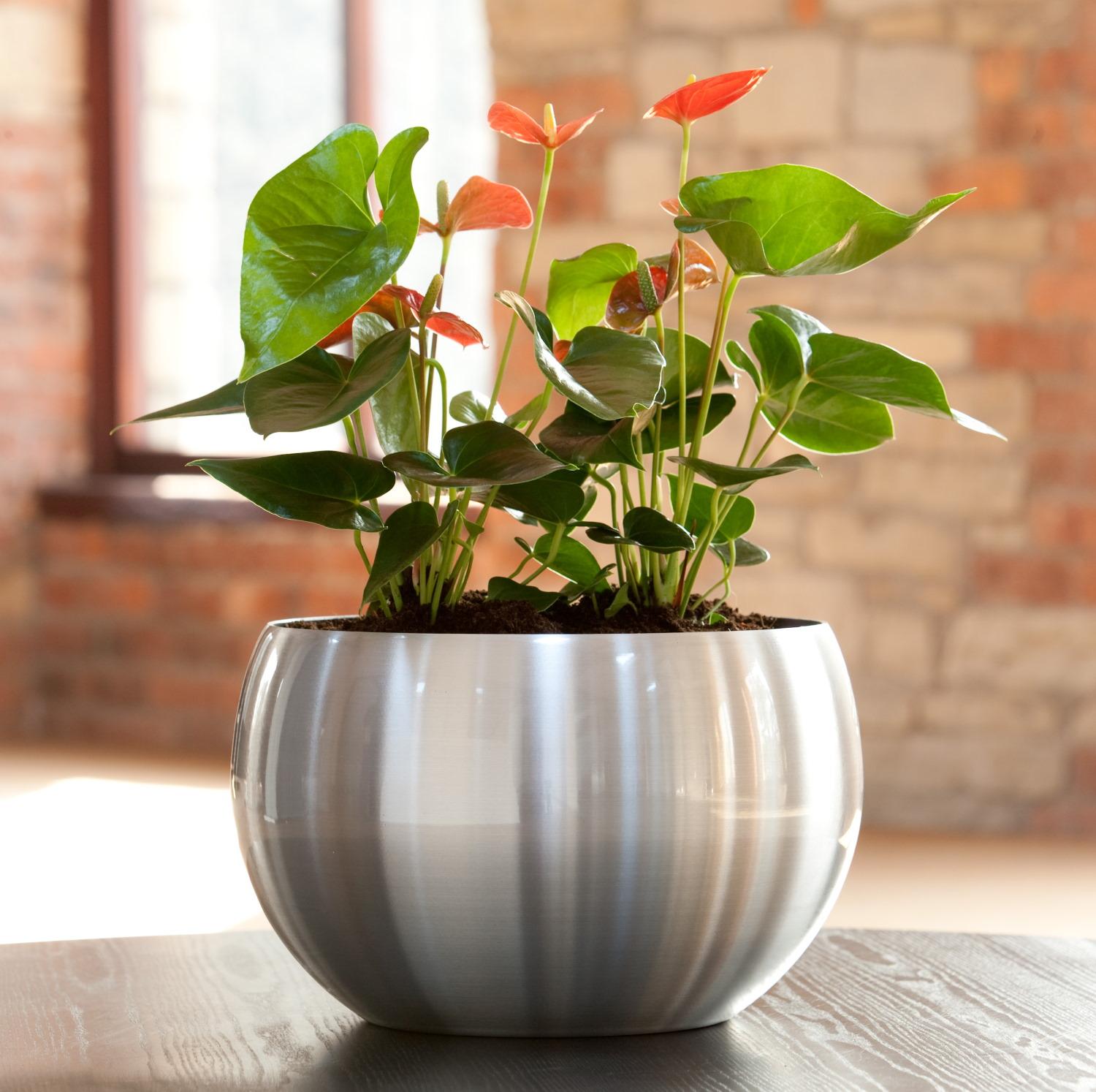 Orbit Bowl Brushed Aluminium Planter