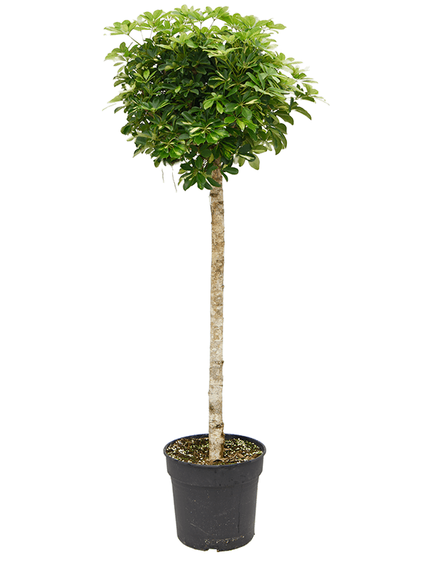 Delicate Umbrella Tree Schefflera arboricola 'Gold Capella' Indoor House Plants