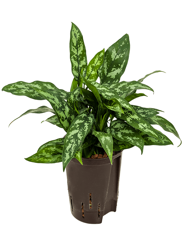 Lush Chinese Evergreen Aglaonema 'Maria' Indoor House Plants