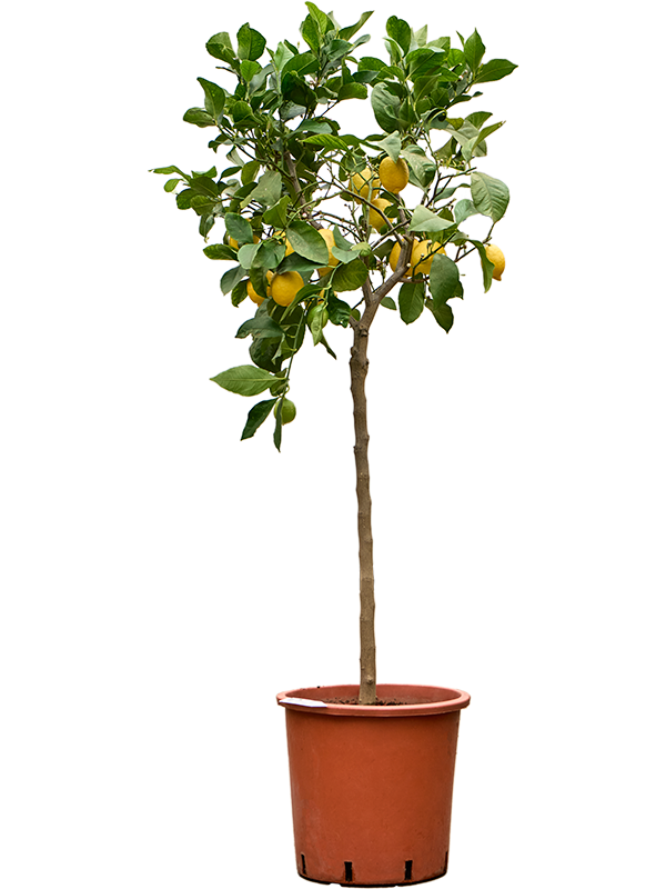 Cheerful Citrus lemon Tall Indoor House Plants Trees