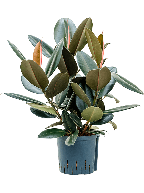 Lush Rubber Plant Ficus elastica 'Abidjan' Indoor House Plants