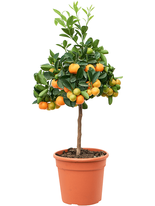 Cheerful Citrus (Citrofortunella) calamondin Tall Indoor House Plants Trees