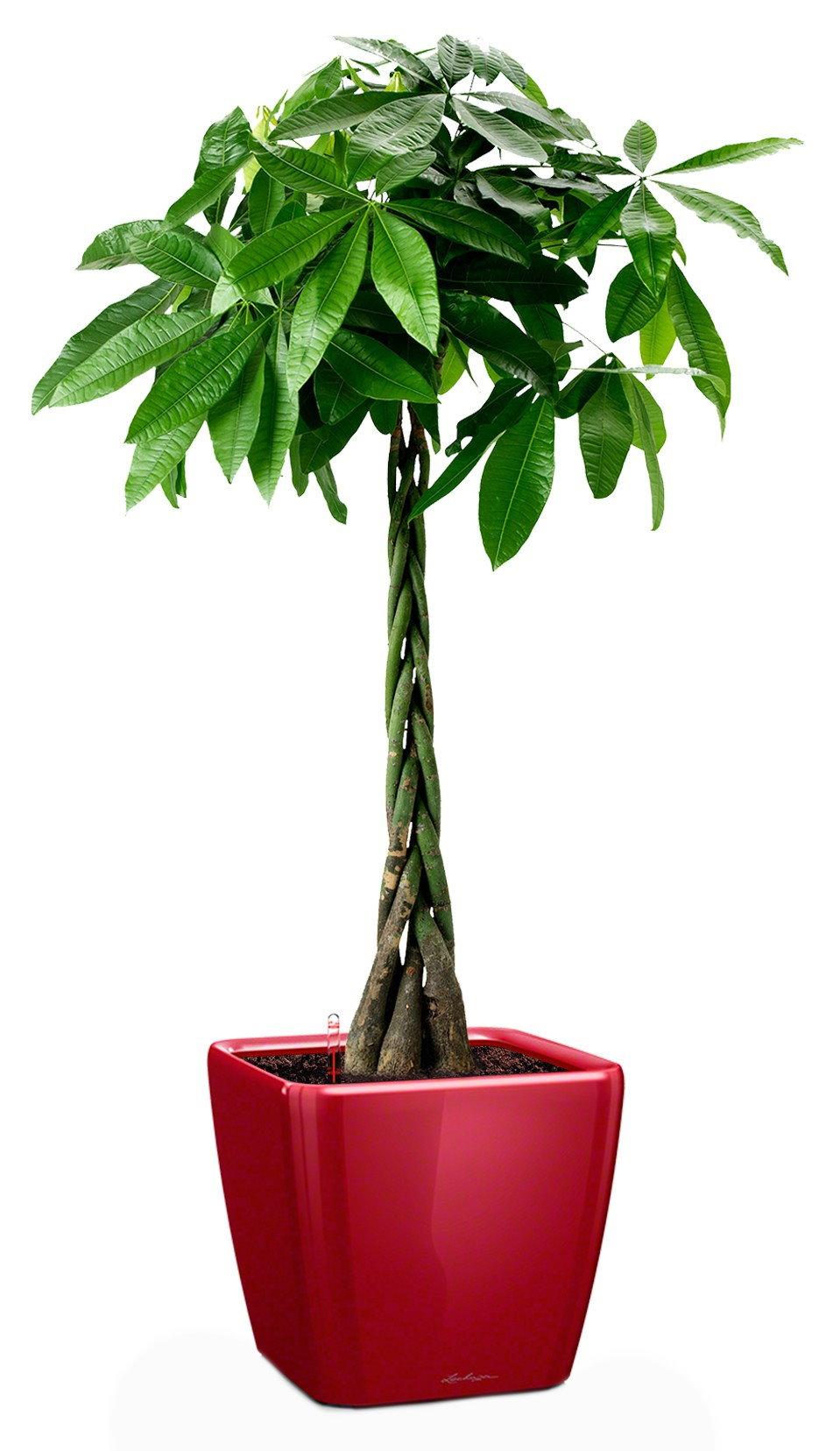 Braided Pachira Aquatica in LECHUZA QUADRO LS Self-watering Planter, Total Height 160 cm