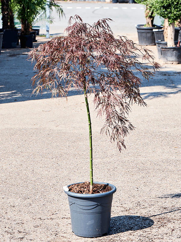 Lush Japanese Maple Acer palmatum 'Crimson Queen' (100-140) Outdoor Plants