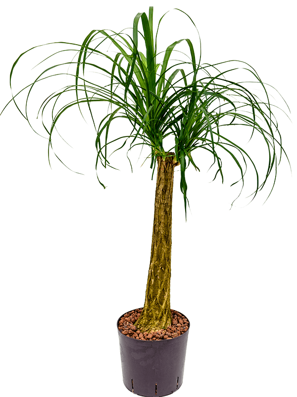 Tropical Ponytail Palm Beaucarnea recurvata Tall Indoor House Plants Trees