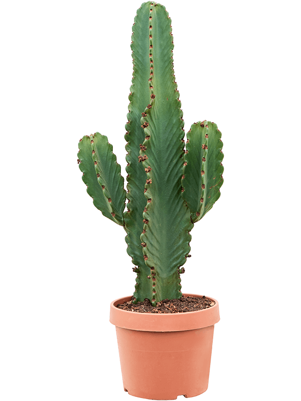 Photogenic Cowboy Cactus Euphorbia ingens Indoor House Plants