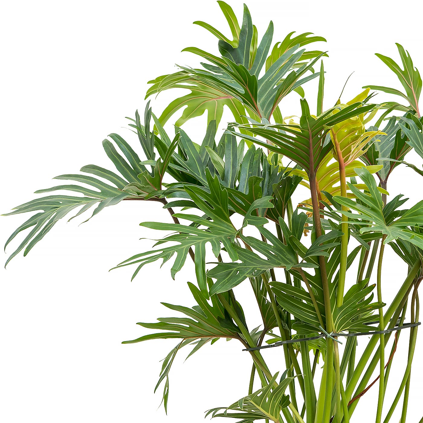 Lush Heart-Leaf Philodendron 'Xantal' Indoor House Plants