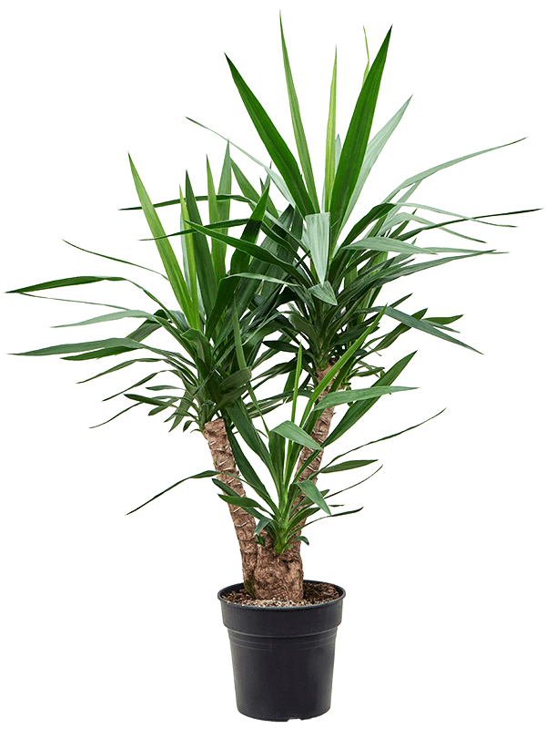 Insta-friendly Spineless Yucca elephantipes Tall Indoor House Plants Trees