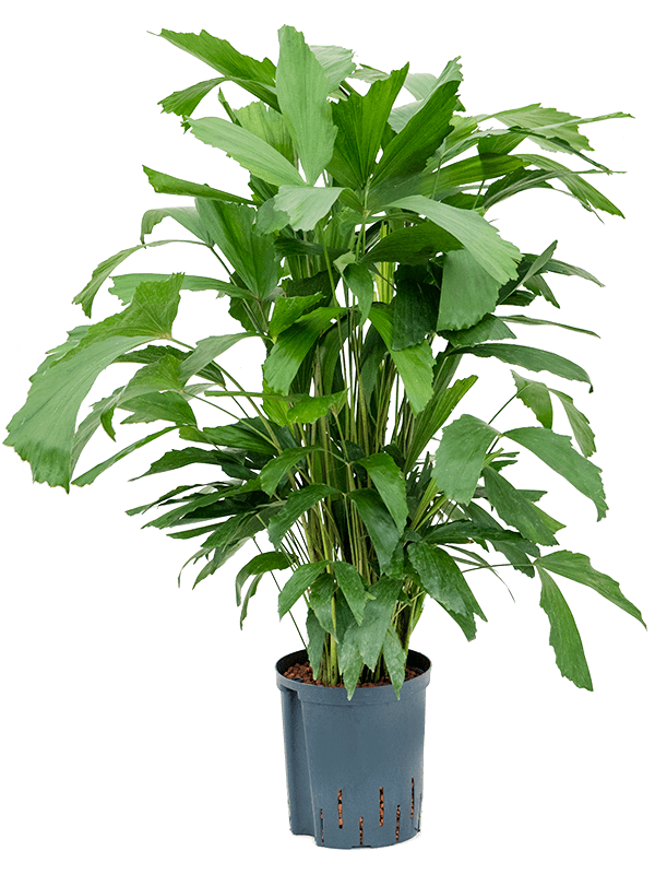 Lush Fishtail Palm Caryota mitis Indoor House Plants