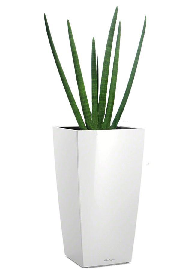 Sansevieria Micado in LECHUZA CUBICO Self-watering Planter, Total Height 60 cm