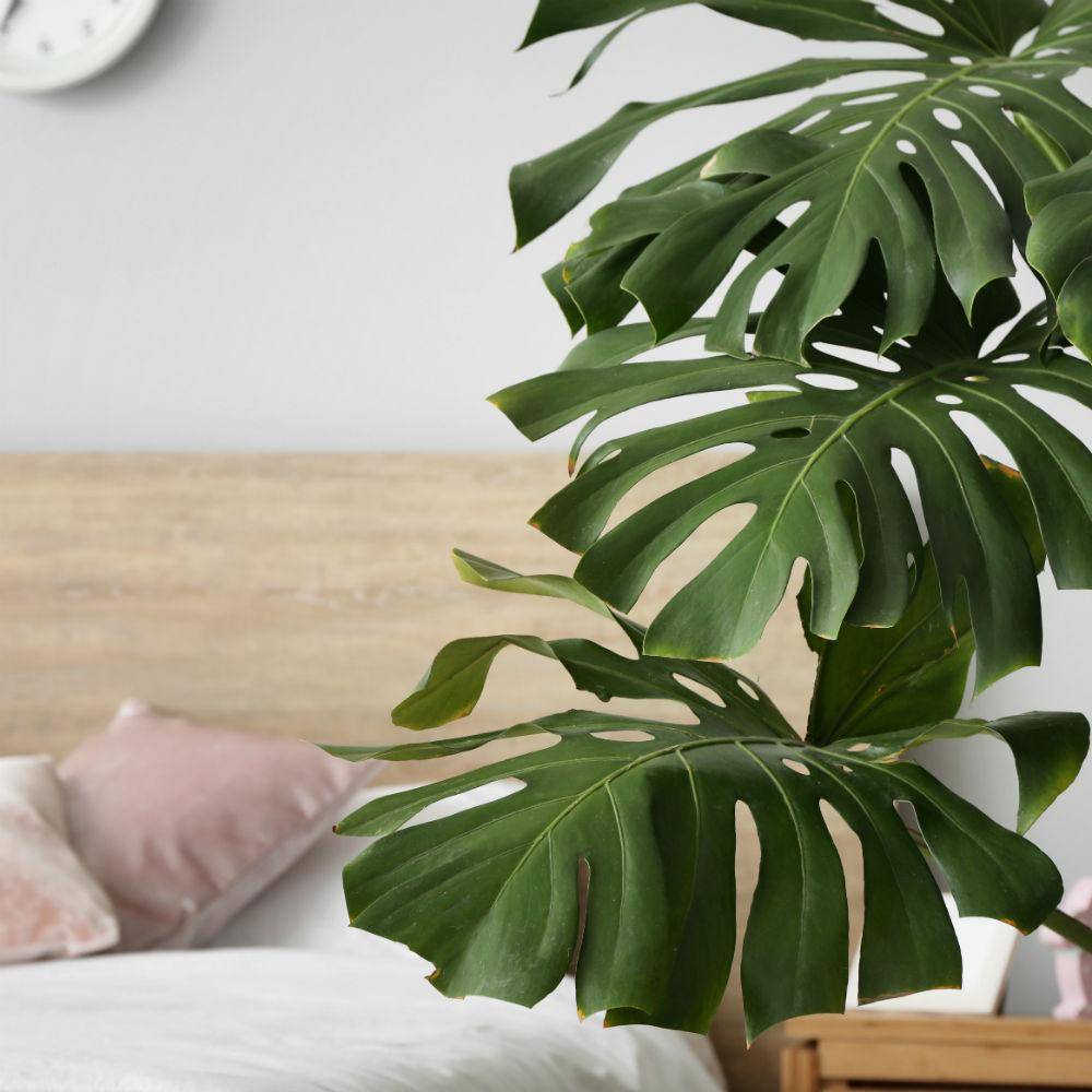 Potted House Plant Monstera Deliciosa in LECHUZA RONDO Black High Gloss  Self-watering Planter, Total Height 150 cm