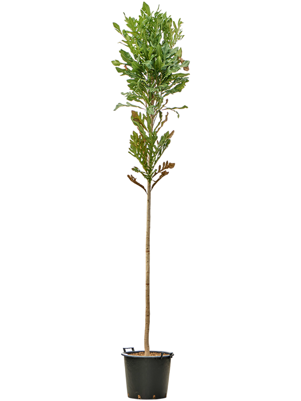 Stenocarpus sinuatus