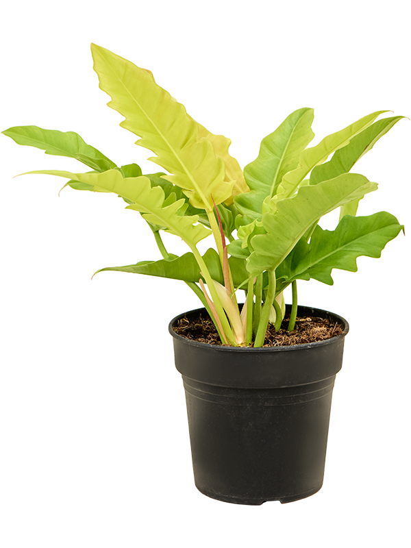 Lush Heart-Leaf Philodendron 'Ring Of Fire Gold' Indoor House Plants