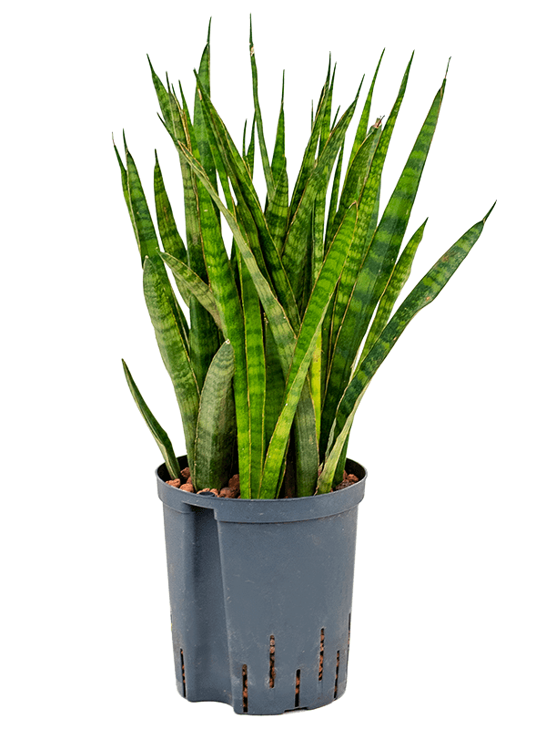 Easy-Care Snake Plant Sansevieria kirkii Indoor House Plants