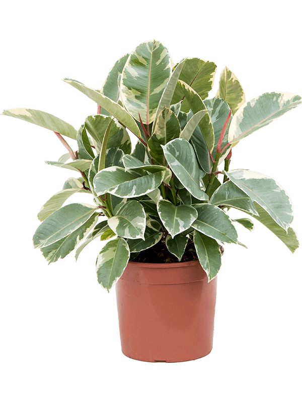 Lush Rubber Plant Ficus elastica 'Tineke' Indoor House Plants