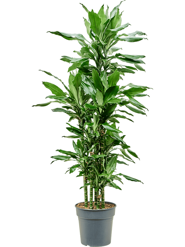 Vibrant Corn Plant Dracaena fragrans 'Burundii' Tall Indoor House Plants Trees