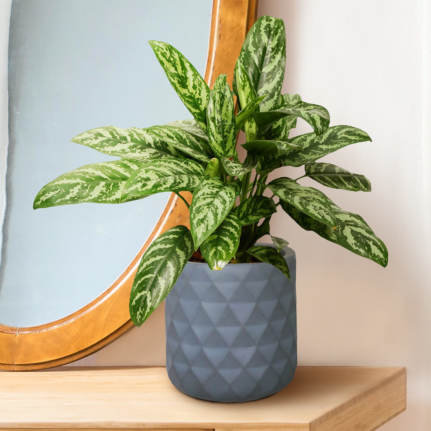 IDEALIST Lite Diamond Style Indoor Hanging Planter