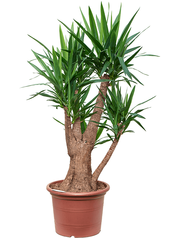 Insta-friendly Spineless Yucca elephantipes Tall Indoor House Plants Trees