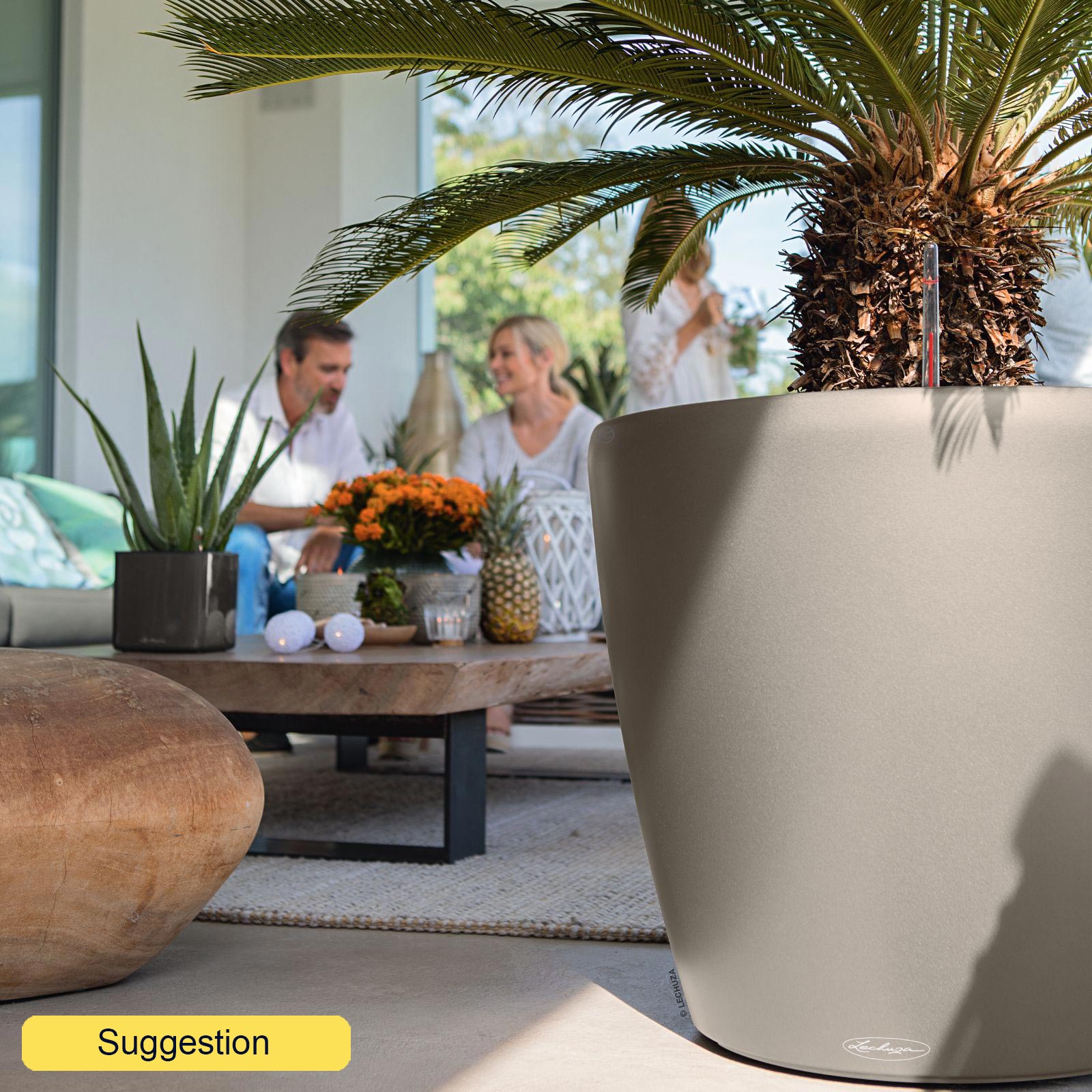 Sago Palm Cycas revoluta