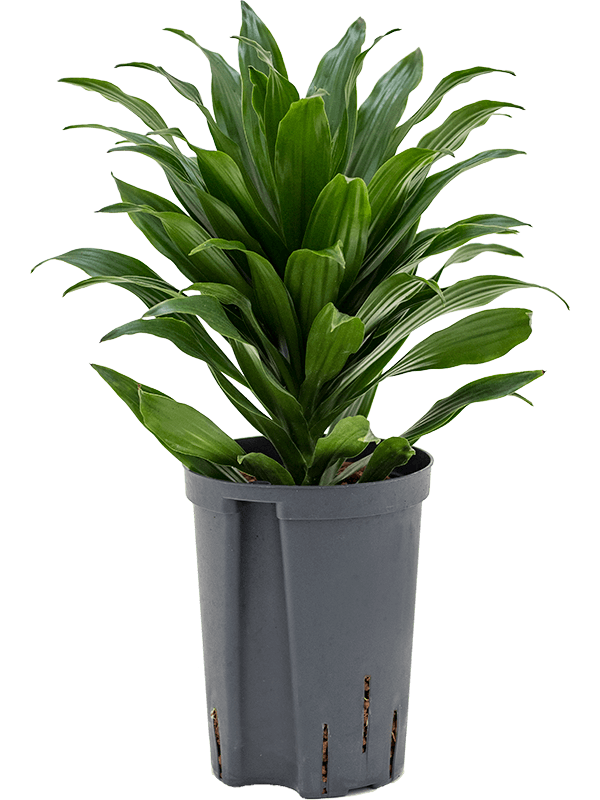 Easy-Care Corn Plant Dracaena fragrans 'Compacta' Indoor House Plants