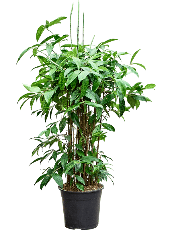 Easy-Care Spotted Gold Dust Dracaena surculosa (140-170) Indoor House Plants