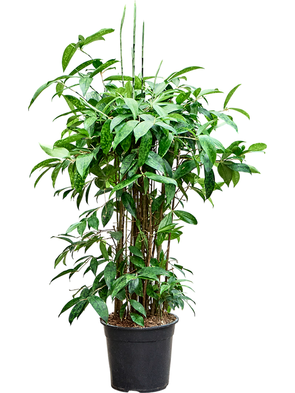 Easy-Care Spotted Gold Dust Dracaena surculosa (140-170) Indoor House Plants