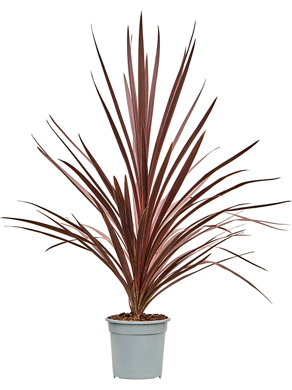 Photogenic Ti Plant Cordyline australis 'Red Star' Indoor House Plants