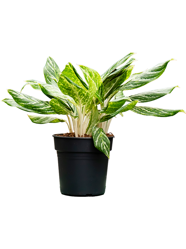 Showy Chinese Evergreen Aglaonema 'Madonna' (50-60) Indoor House Plants