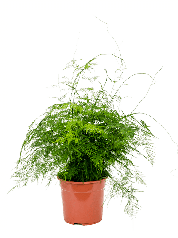 Lush Lace Fern Asparagus setaceus plumosus Indoor House Plants