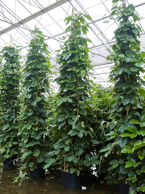 Lush Chestnut Vine Tetrastigma voinierianum Indoor House Plants