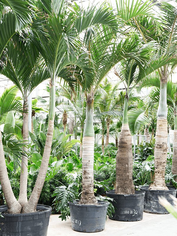 Lush Spindle Palm Hyophorbe verschaffeltii Tall Indoor House Plants Trees