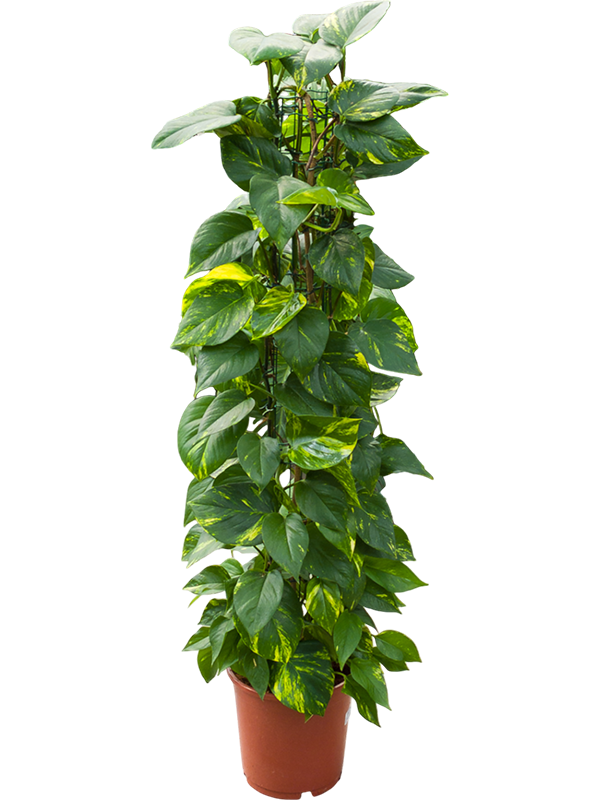 Shade-loving Pothos Scindapsus (Epipremnum) 'Aureum' Indoor House Plants